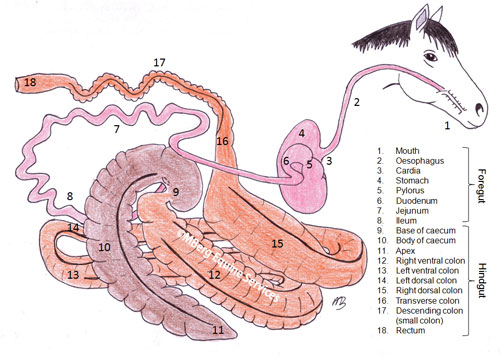 Abdominal and Digestive Problems - Dove Health