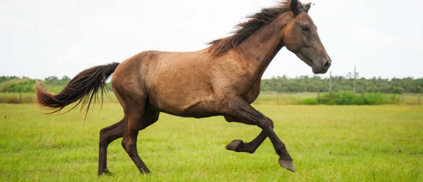 Horse Treatments - Dove Health